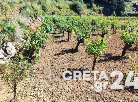 Δήμος Αποκορώνου: Μέχρι την Τρίτη 10 Ιουνίου οι δηλώσεις για τα αμπέλια που έχουν υποστεί ζημιές