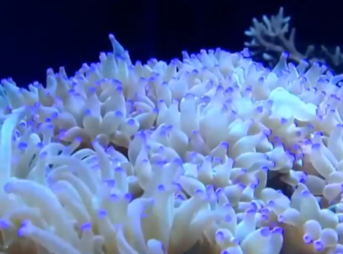 Κρήτη: Στο νοσοκομείο δύο παιδιά μετά από τσίμπημα θαλάσσιας ανεμώνης