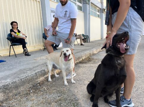 Μεγάλη ανταπόκριση στην τριήμερη φιλοζωική δράση του Δήμου Χανίων για ευάλωτες κοινωνικές ομάδες