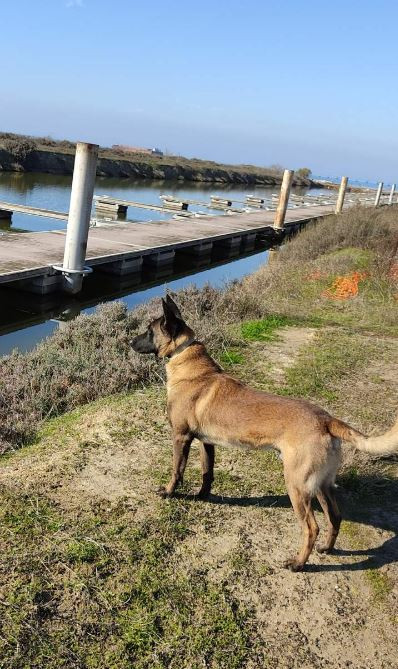 Oscar σκύλος ΕΛ.ΑΣ