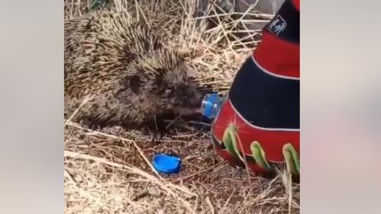 Πυροσβέστης δίνει νερό σε σκατζοχοιράκι που γλίωσε απο την φωτιά – Βίντεο 