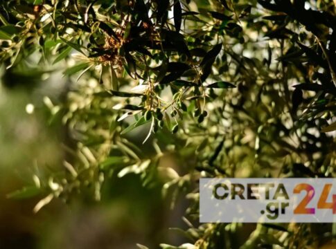 Ρέθυμνο: Ενημέρωση ελαιοπαραγωγών σχετικά με την υποβολή Δηλώσεων Συγκομιδής