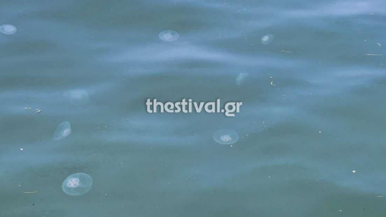 Θεσσαλονίκη: Οι «μέδουσες φεγγαριού» κατέκλυσαν τον Θερμαϊκό κόλπο