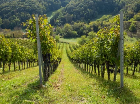 Τη Δευτέρα η ενημερωτική εσπερίδα για τις προκλήσεις στη σύγχρονη αμπελουργία στο ΕΛΜΕΠΑ