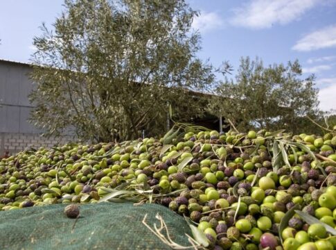 Το ΓΕΩΤΕΕ Παράρτημα Κρήτης για το Ελαιοκομικό Μητρώο ή πώς θα ξανα-ανακαλύψουμε τον τροχό