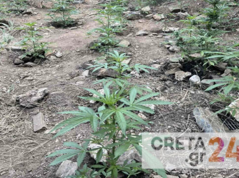 «Ξετρυπώνουν» η μία μετά την άλλη οι φυτείες κάνναβης στην Κρήτη – «Σαφάρι» ελέγχων από την ΕΛ.ΑΣ. (εικόνες)