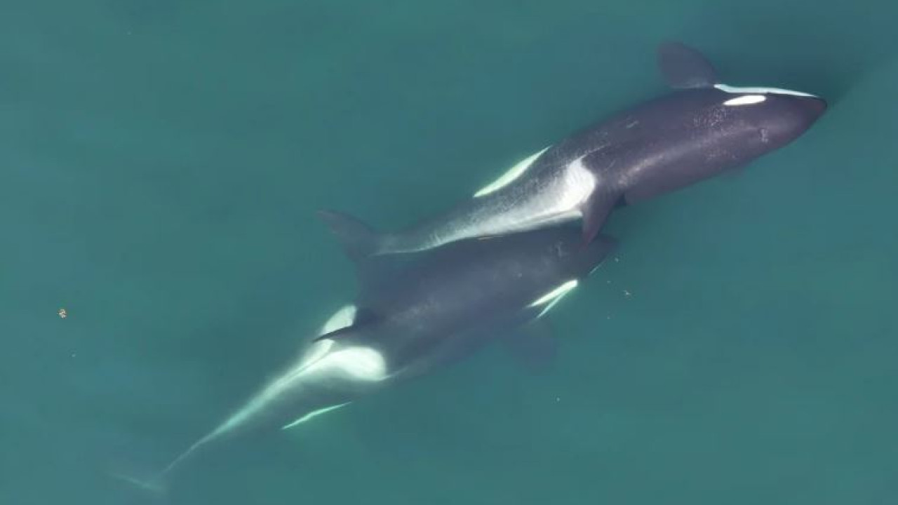 Ανακάλυψη: Οι όρκες χρησιμοποιούν φύκια ως «εργαλεία» καλλωπισμού