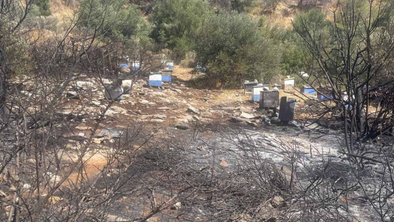 Από αδήλωτα μελίσσια η φωτιά στον Υμηττό