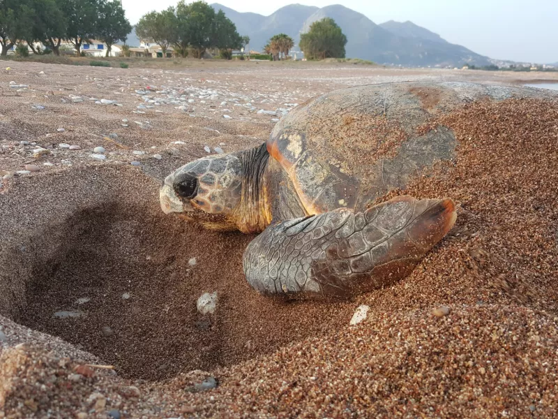 ΑΡΧΕΛΩΝ : Γιατί δεν πρέπει να ταΐζουμε τις θαλασσιες χελώνες