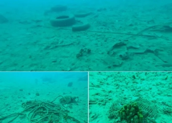 Αργοσαρωνικός: Η εντατική ιχθυοκαλλιέργεια απειλεί τα λιβάδια Ποσειδωνίας