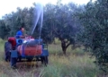 Δακοκτονία: Ξεκινά ο δεύτερος δολωματικός ψεκασμός στην ΠΕ Ρεθύμνης