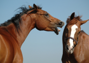 Δέλτα Έβρου: Τα άγρια άλογα πεθαίνουν από αφυδάτωση