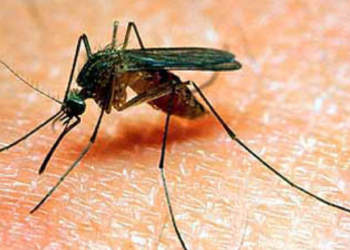 ΕΟΔΥ: 4 κρούσματα της λοίμωξης του ιού του Δυτικού Νείλου στην Αττική