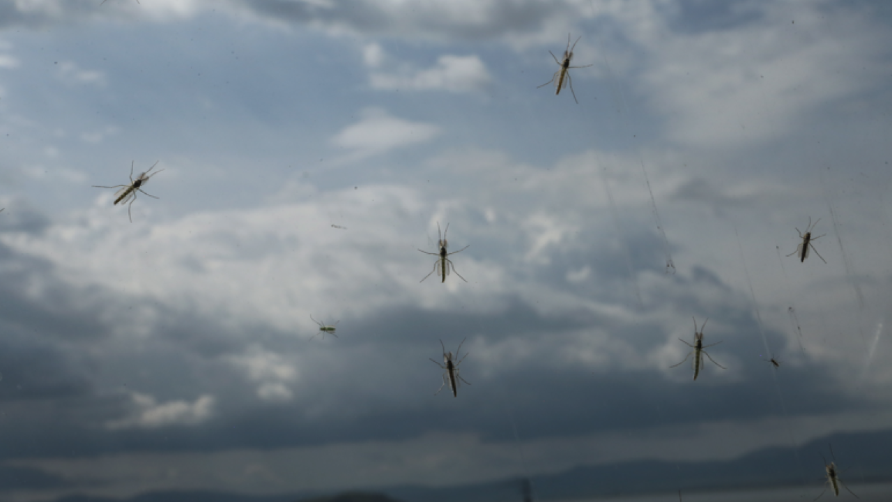 ΕΟΔΥ: Δέκα νέα κρούσματα λοίμωξης από τον ιό του Δυτικού Νείλου