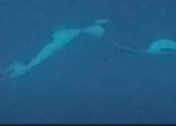 Για πρώτη φορά στα χρονικά: Φάλαινες φιλιούνται στην Αρκτική