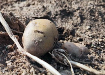 Η πατάτα Νάξου απειλείται με εξαφάνιση