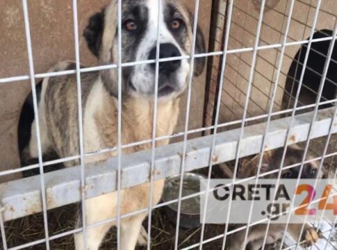 Ηράκλειο: Είχε 66 σκυλιά σε ακατάλληλες συνθήκες – Χειροπέδες και «τσουχτερά» πρόστιμα σε 62χρονη