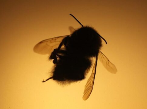 Ηράκλειο: Τροχαίο μετά από τσίμπημα… σβούρου