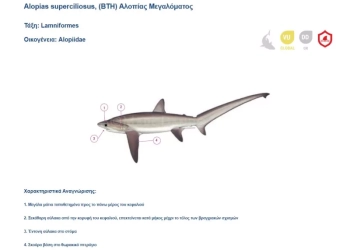 Καταγγελία: Εστιατόριο στη Χαλκιδική σερβίρει προστατευόμενο καρχαρία ως «γαλέο»