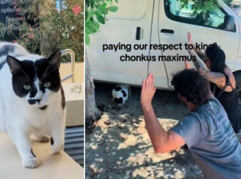 Κρήτη: Η γάτα Chonkus Maximus κινδύνευσε λόγω του χαμού που έγινε στα social media – Το πλήθος την έκανε να φοβηθεί, το ζωάκι αφυδατώθηκε