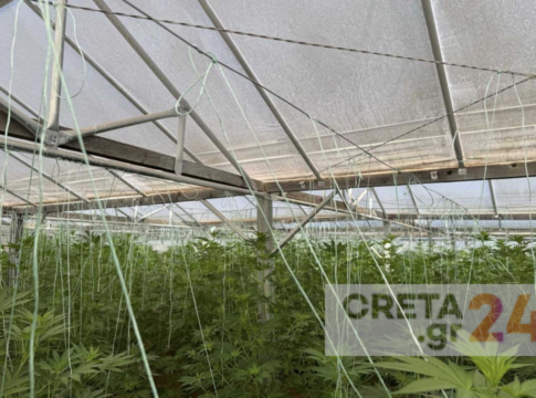 Κρήτη: Καλλιεργούσε εκατοντάδες δενδρύλλια κάνναβης σε θερμοκήπιο (εικόνες)