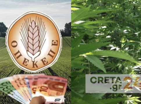 Κρήτη – Σκάνδαλο ΟΠΕΚΕΠΕ: Έπαιρναν επιδοτήσεις για χασισοφυτείες; – Απίστευτη καταγγελία