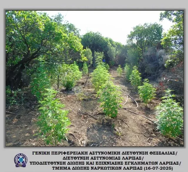 Κάνναβη
