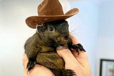 A squirrel in a cowboy hat.