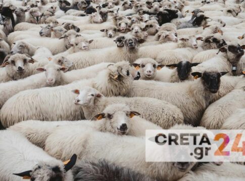 Μεγάλη αστυνομική επιχείρηση για ανεξέλεγκτο κοπάδι μεταξύ Ηρακλείου και Ρεθύμνου
