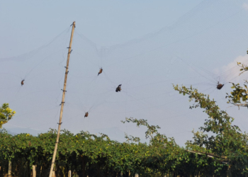 Νέοι, δυνητικά θανατηφόροι ιοί σε νυχτερίδες, στην κινεζική επαρχία Γιουνάν