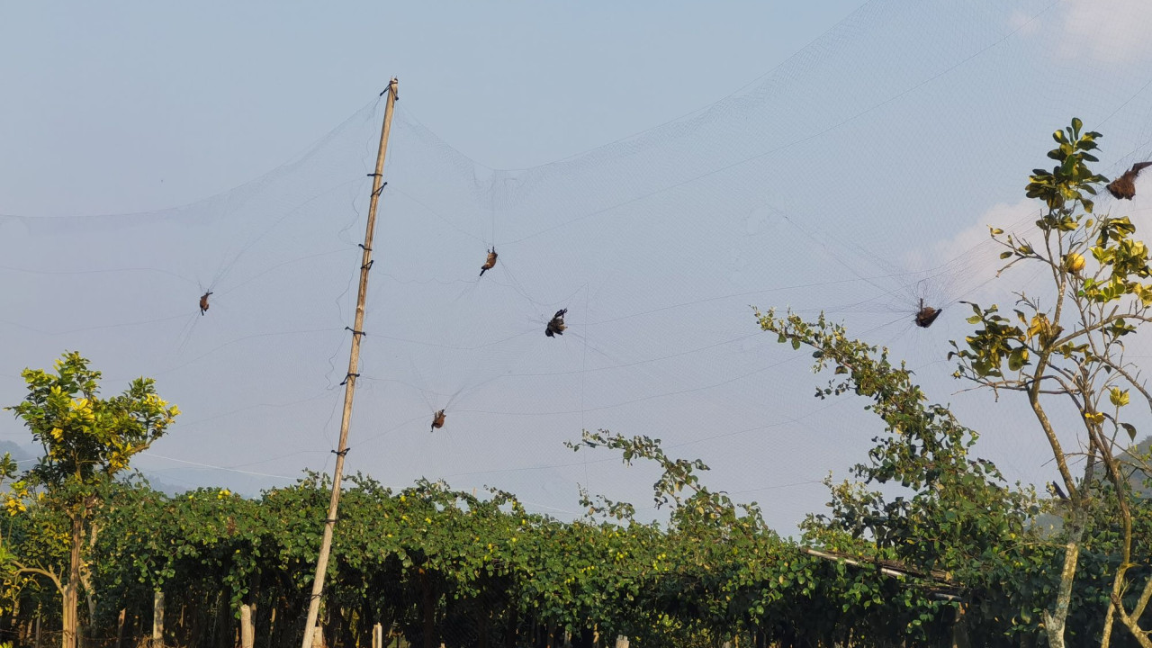 Νέοι, δυνητικά θανατηφόροι ιοί σε νυχτερίδες, στην κινεζική επαρχία Γιουνάν