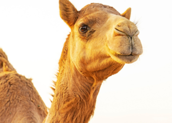 Πακιστάν: Καμήλα περπατά ξανά με πρόσθετο μέλος-