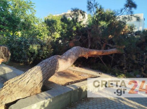 Παραλίγο νέα τραγωδία στο Ηράκλειο – Τεράστιο πεύκο έπεσε σε παιδική χαρά (εικόνες)