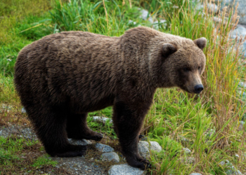 Ρουμανία: Αρκούδα επιτέθηκε και σκότωσε μοτοσικλετιστή