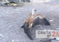 Σώθηκε τελικά ο… Ίκαρος!