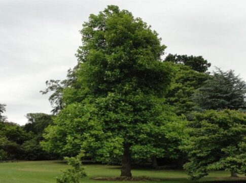 Συστάσεις για την διαχείριση των αστικών δέντρων κατά την διάρκεια της ξηρασίας