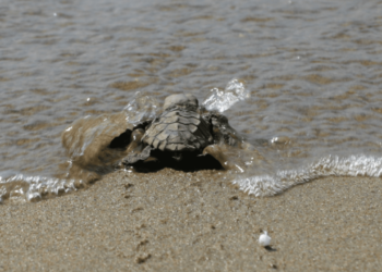 Βγήκαν τα πρώτα χελωνάκια Καρέττα - Καρέττα στις παραλίες - Πώς θα τα βοηθήσουμε