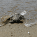 Βγήκαν τα πρώτα χελωνάκια Καρέττα - Καρέττα στις παραλίες - Πώς θα τα βοηθήσουμε