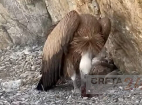 Βρήκαν στην παραλία τον γυπαετό!