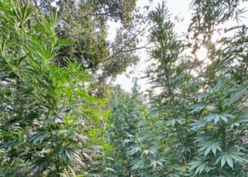 52 δενδρύλλια κάνναβης «ξερίζωσε» η αστυνομία στον Μυλοπόταμο – Χειροπέδες σε 54χρονο… καλλιεργητή (εικόνες)