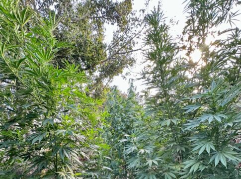 52 δενδρύλλια κάνναβης «ξερίζωσε» η αστυνομία στον Μυλοπόταμο – Χειροπέδες σε 54χρονο… καλλιεργητή (εικόνες)