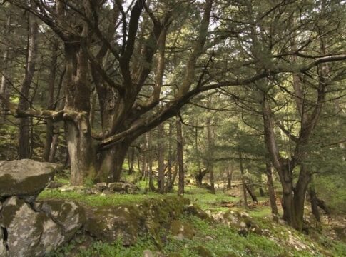 Αντιπυρική περίοδος: Πρόσληψη προσωπικού στις δασικές υπηρεσίες Κρήτης