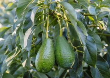 Χανιά: Αναγγελία ζημίας από τον ΕΛΓΑ: Δηλώσεις έως τις 8/9