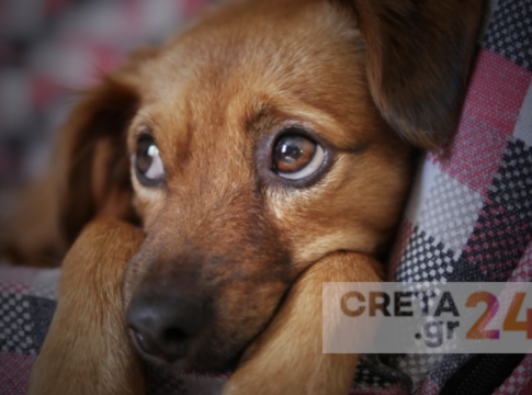 Χανιά: Από αύριο οι δωρεάν στειρώσεις σε δεσποζόμενα ζώα συντροφιάς για ευπαθείς κοινωνικές ομάδες