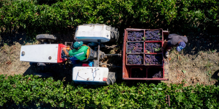 Χανιά: Ξεκίνησαν οι δηλώσεις συγκομιδής σταφυλιών οινοποιήσιμων ποικιλιών