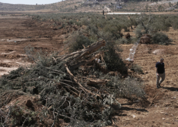 Δυτική Όχθη: Μπουλντόζες ξερίζωσαν ελαιόδεντρα