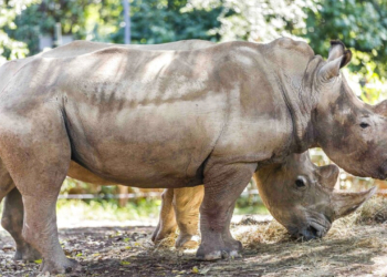 Eπιστήμονες «οπλίζουν» τα κέρατα ρινόκερων με ραδιενέργεια