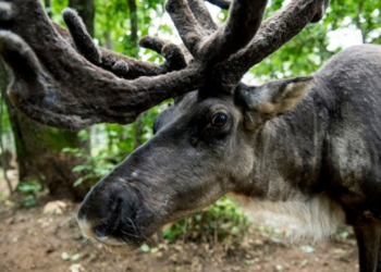 Φινλανδία: Θάνατοι ταράνδων από κύμα ζέστης