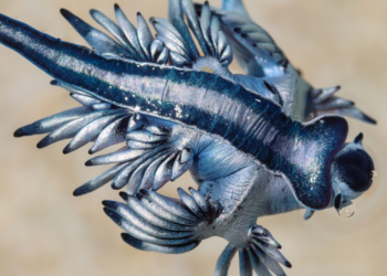 Glaucus Atlanticus: Το τοξικό γαλάζιο «τερατάκι» της Μεσογείου