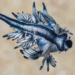 Glaucus Atlanticus: Το τοξικό γαλάζιο «τερατάκι» της Μεσογείου